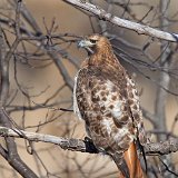 12SB2769 Red-tailed Hawk